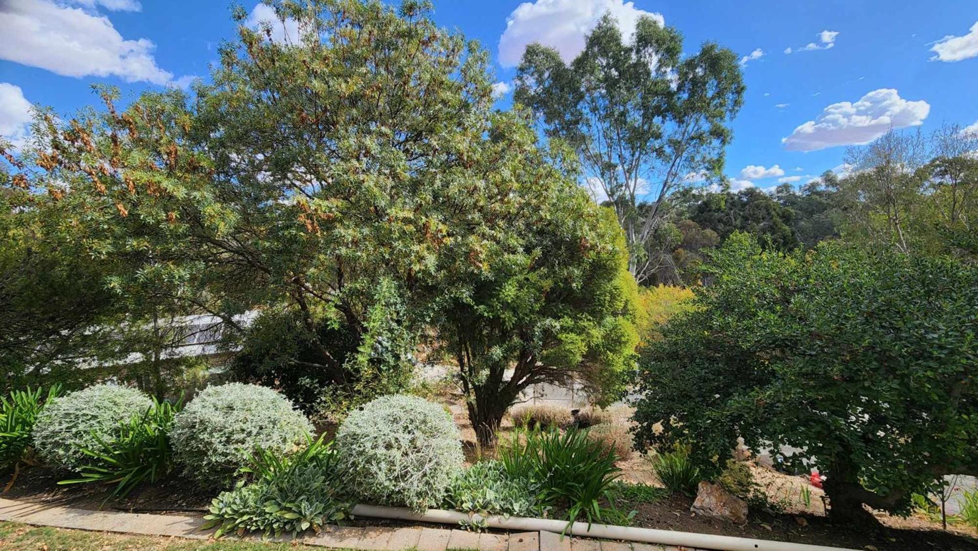 Riesling Trail & Clare Valley Cottages Cameră foto